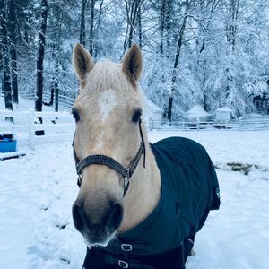 Meet your Posher, Sarajo